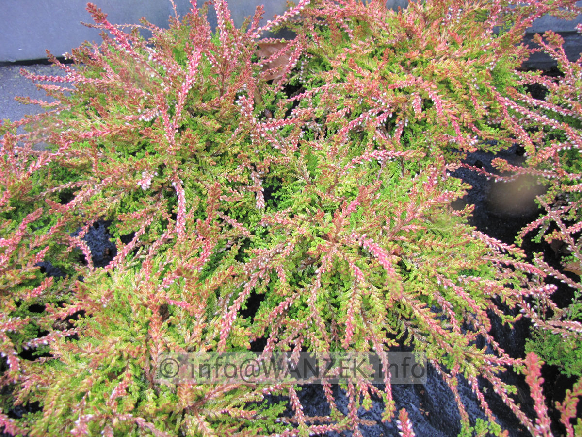 Calluna vulgaris Sir Charlington.JPG